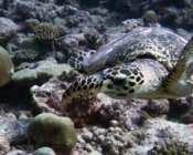 Hawksbill turtle swimming on Kurethi reef, Laamu Atoll, Maldives.