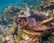 Hawksbill turtle, Makunudhoo Reef, North Malé Atoll, Maldives. Image.