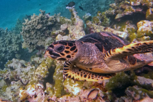 Texas, hawksbill, adopted by Alessandro Lavery Hawksbill turtle, Makunudhoo Reef, North Malé Atoll, Maldives. Image.