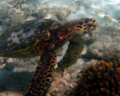 Hawksbill turtle, Dreamland House Reef, Baa Atoll, Maldives. Image.