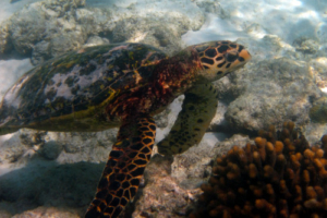 Thu Thu, hawksbill, adopted Hawksbill turtle, Dreamland House Reef, Baa Atoll, Maldives. Image.