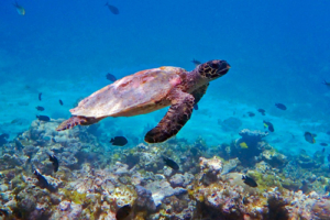 Tim, hawksbill, adopted for Tim by Olivia Forster. Hawksbill turtle, Gemana Faru, Raa Atoll, Maldives. Image.
