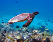Hawksbill turtle, Gemana Faru, Raa Atoll, Maldives. Image.
