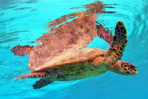 Tina, hawksbill, adopted by Major Hawksbill turtle at the surface, Coco Giri House Reef, Vaavu Atoll, Maldives. Image.