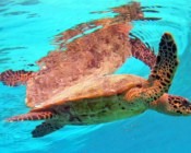 Hawksbill turtle at the surface, Coco Giri House Reef, Vaavu Atoll, Maldives. Image.