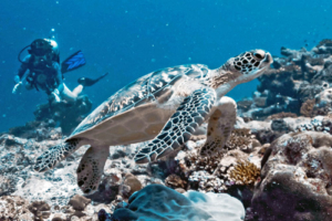 Toto, green turtle, adopted for Sandra, Enrico & Carlo bu Nick Vinson Green turtle with diver in the background, Fushi Kandu, Laamu Atoll, Maldives. Iamge.