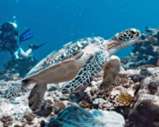 Green turtle with diver in the background, Fushi Kandu, Laamu Atoll, Maldives. Iamge.