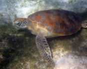 Green turtle on a pacth of sea grass, Dhuni Kolhu, Baa Atoll, Maldives. Image.