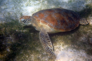 Trudl, green turtle, adopted by Astrid Wies Green turtle on a pacth of sea grass, Dhuni Kolhu, Baa Atoll, Maldives. Image.