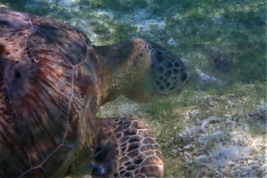 Twinkie, green turtle, adopted by Mark Lacey Green turtle on sea grass bed, Kuredu House Reef, Lhaviyani Atoll, Maldives. Image.