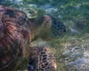 Green turtle on sea grass bed, Kuredu House Reef, Lhaviyani Atoll, Maldives. Image.