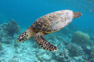 Velaa, hawksbill, adopted by Anne Katrin Meyer Hawksbill turtle swimming in the blue at Komandoo, Lhaviyani Atoll, Maldives. Image.