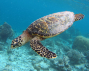 Hawksbill turtle swimming in the blue at Komandoo, Lhaviyani Atoll, Maldives. Image.