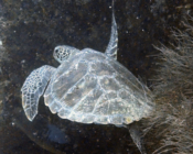 Green turtle, Kuredu Express, Lhaviyani Atoll, Maldives. Image.