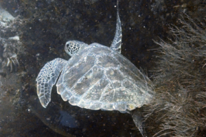 Vilda, green turtle, adopted by Christoffer Tinebo Green turtle, Kuredu Express, Lhaviyani Atoll, Maldives. Image.