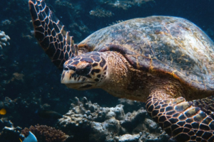 William, hawksbill, adopted in memory of William by David, Sue, and Rebecca French. Juvenile hawksbill turtle, Laama Faru Haa, Laamu Atoll, Maldives. Image.