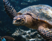 Juvenile hawksbill turtle, Laama Faru Haa, Laamu Atoll, Maldives. Image.