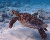 Hawksbill turtle swimming near Dhuni Lpkhu House Reef, Baa Atoll, Maldives. Image.
