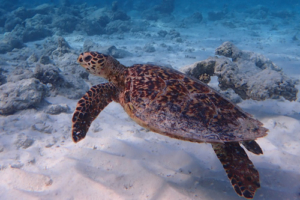Wilson, hawksbill, adopted by Jasmine Carlin Hawksbill turtle swimming near Dhuni Lpkhu House Reef, Baa Atoll, Maldives. Image.