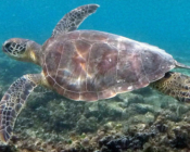 Green turtle swimming iover reef, Athuruga, Ari Atoll, Maldives. Image.