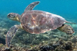 Xed, green turtle, adopted for Zaid by Nairika Bharucha Green turtle swimming iover reef, Athuruga, Ari Atoll, Maldives. Image.