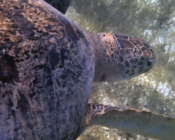 Green turtle, Kuredu Lagoon, Lhaviyani Atoll, Maldives. Image.