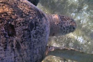 Yolanda, green turtle, adopted for Jolande. Green turtle, Kuredu Lagoon, Lhaviyani Atoll, Maldives. Image.