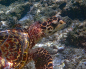 Hawksbill turtle, Amilla SW, Baa Atoll, Maldives. Image.