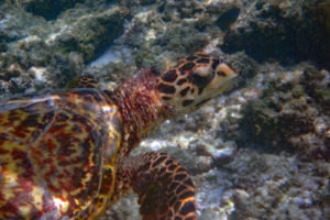 Yummerses, hawksbill, adopted for Stephanie Hawksbill turtle, Amilla SW, Baa Atoll, Maldives. Image.