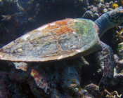 Hawksbill turtle, Gemana Faru, Raa Atoll, Maldives. Image.