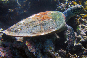 Zhou Sheng, hawksbill, adopted for Zhou Hawksbill turtle, Gemana Faru, Raa Atoll, Maldives. Image.