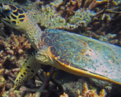 Hawksbill turtle, Gemana Faru, Raa Atoll, Maldives. Image.