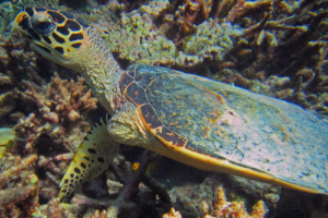 Zoe Saunders, hawksbill, adopted Hawksbill turtle, Gemana Faru, Raa Atoll, Maldives. Image.