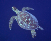 Green turtle, Kuredu Caves, Lhaviyani Atoll, Maldives. Image.