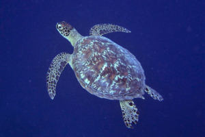 Aniston, green turtle, adopted for Keith by Penelope Green Green turtle, Kuredu Caves, Lhaviyani Atoll, Maldives. Image.