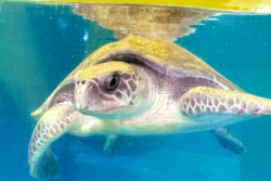 Click to adopt Chaalu Adopt turtle patient Chaalu to support her recovery. Image.
