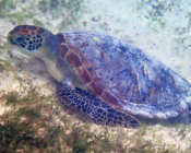 Green turtle, Kuredu House Reef Lagoon, Lhaviyani Atoll, Maldives. Image.