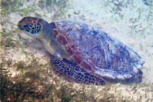 Charlie, green turtle, adopted by Sabrina Lüters Green turtle, Kuredu House Reef Lagoon, Lhaviyani Atoll, Maldives. Image.