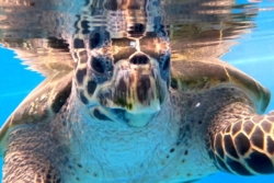 Adopt a turtle. Image.