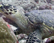 HK4112, hawksbill, Hithaadhoo Corner, Laamu Atoll, Maldives