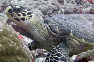 Colin Luck, hawksbill, adopted for Colin by Connor J Snitker HK4112, hawksbill, Hithaadhoo Corner, Laamu Atoll, Maldives