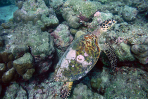 Egbert, hawksbill, adopted. Hawksbill turtle, Kuredu House Reef, Lhaviyani Atoll, Maldives. Image.