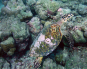 Hawksbill turtle, Kuredu House Reef, Lhaviyani Atoll, Maldives. Image.