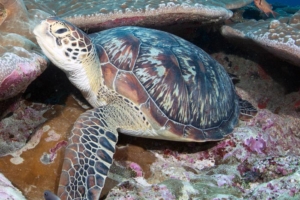 Emma-Joyce, adopted in memory of Joyce Adult female green turtle, Hithadhoo West, Laamu Atoll, Maldives. Image.