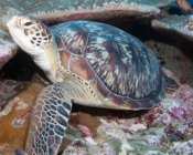 Adult female green turtle, Hithadhoo West, Laamu Atoll, Maldives. Image.