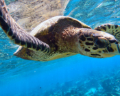 Hawksbill turtle, Amari Havodda, Gaafu Alifu Atoll, Maldives. Image.