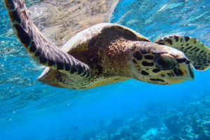 Gatsby, hawksbill, adopted by Alexandra & Wilhelm Süss. Hawksbill turtle, Amari Havodda, Gaafu Alifu Atoll, Maldives. Image.