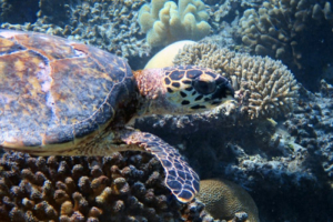 Grace, hawksbill, adopted by JT & Katie Genter Hawksbill, Hondelaa Faru, LaamuAtoll, Maldives. Image.