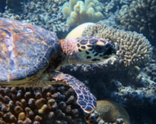 Hawksbill, Hondelaa Faru, LaamuAtoll, Maldives. Image.
