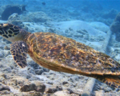 Hawksbill turtle, Lhaviyani Atoll, Kuredu House Reef, Maldives. Image.